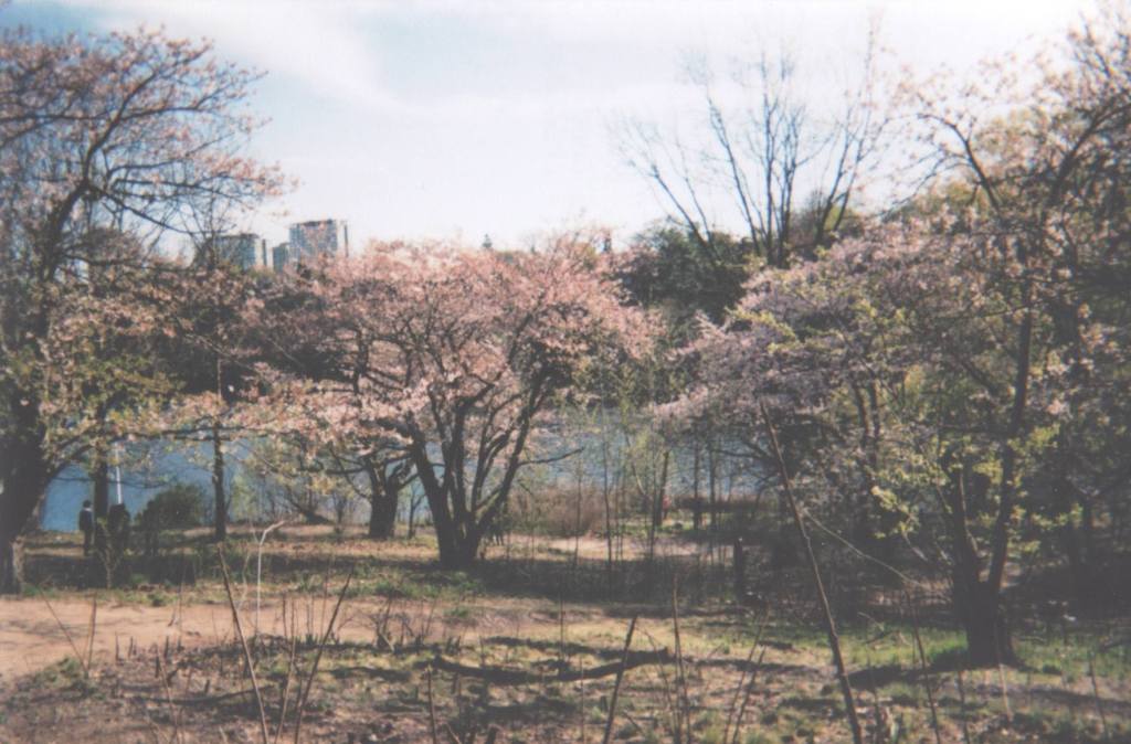 A Walk to the&nbsp;Park